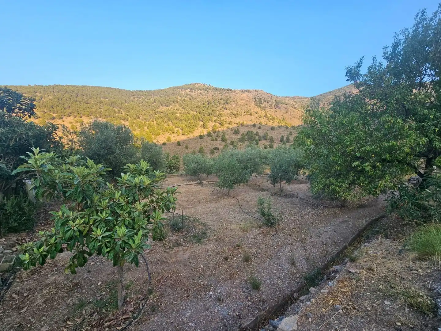 Finca rústica en venda en Fondón
