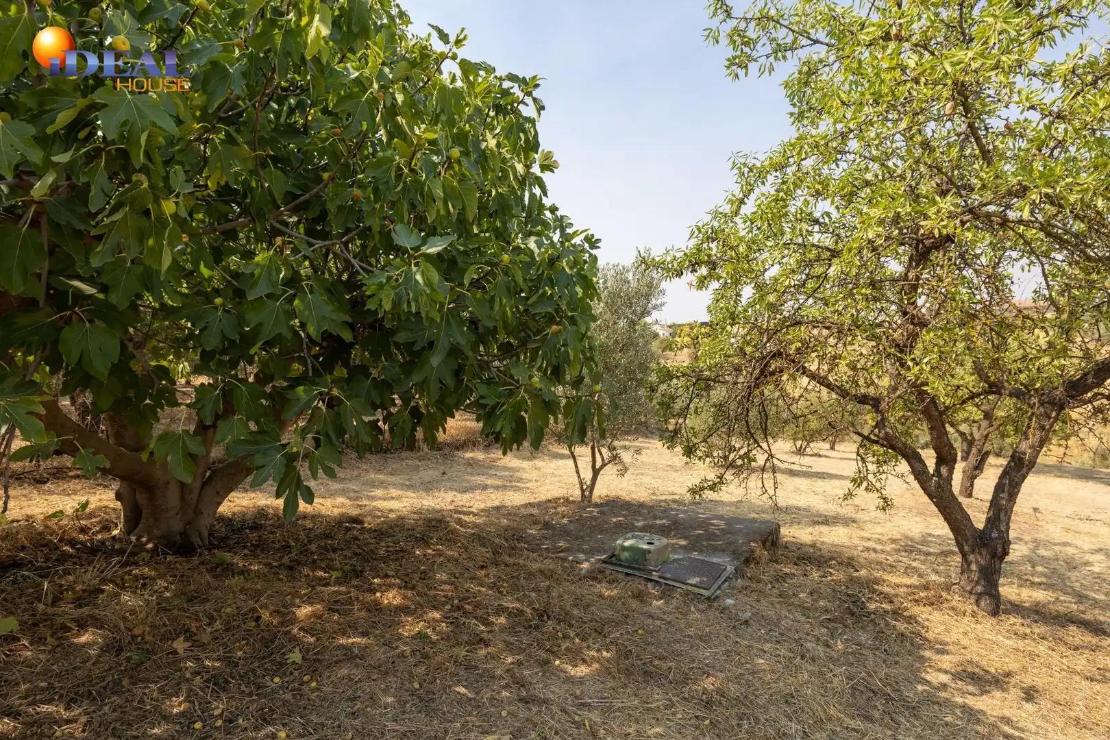 Finca rústica en venta en Moraleda de Zafayona