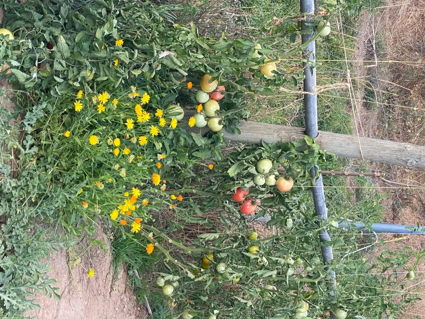 Jardí de Finca rústica en venda en Valoria la Buena amb Jardí privat i Piscina