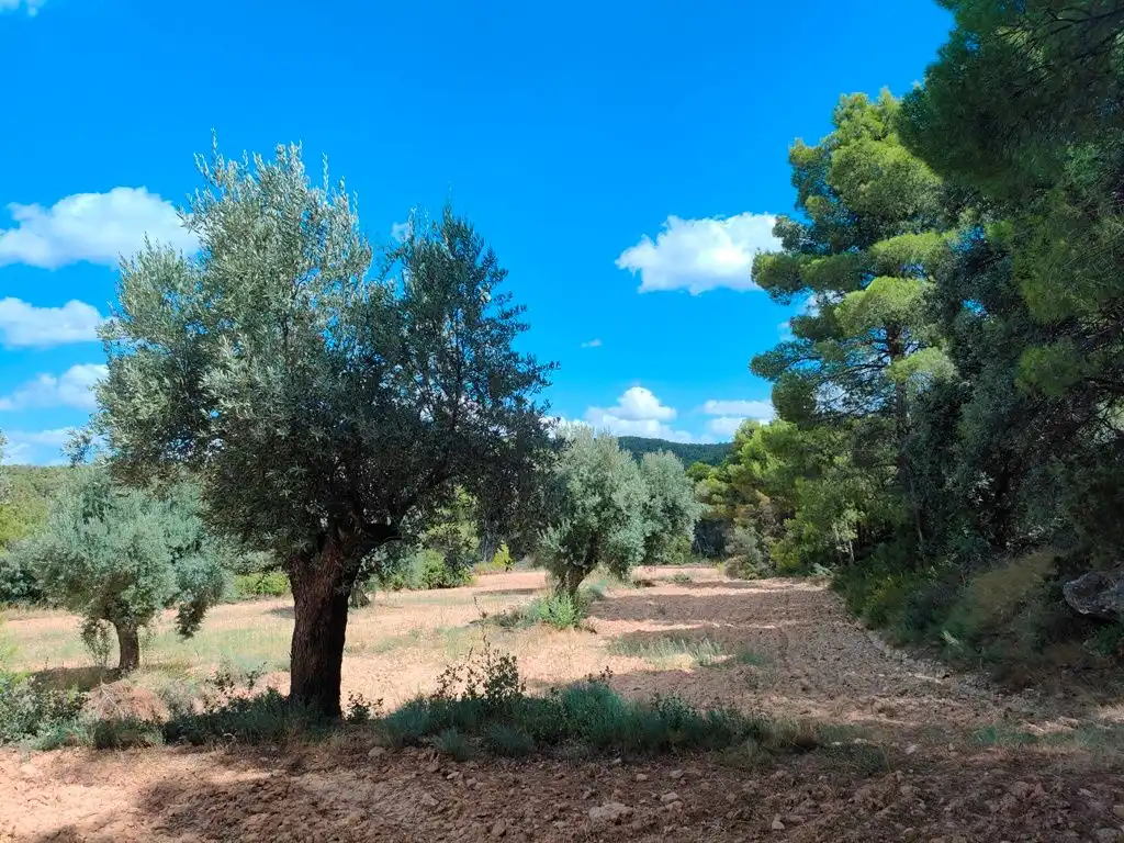 Grundstücke zum Verkauf in Belmonte de San José