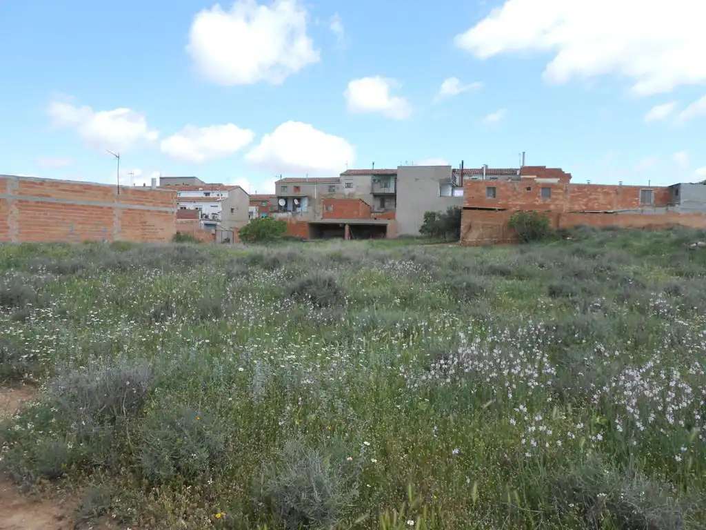 Terreno rústico en venta en C/ Camino, imagen 7