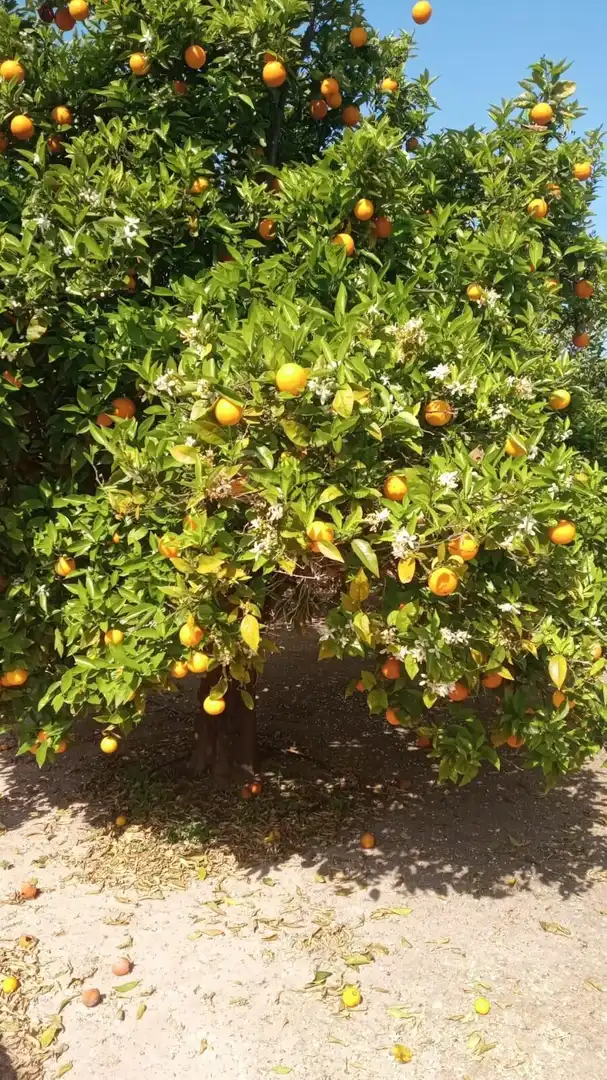 Jardí de Casa o xalet en venda en Benidorm amb Jardí privat, Terrassa i Traster