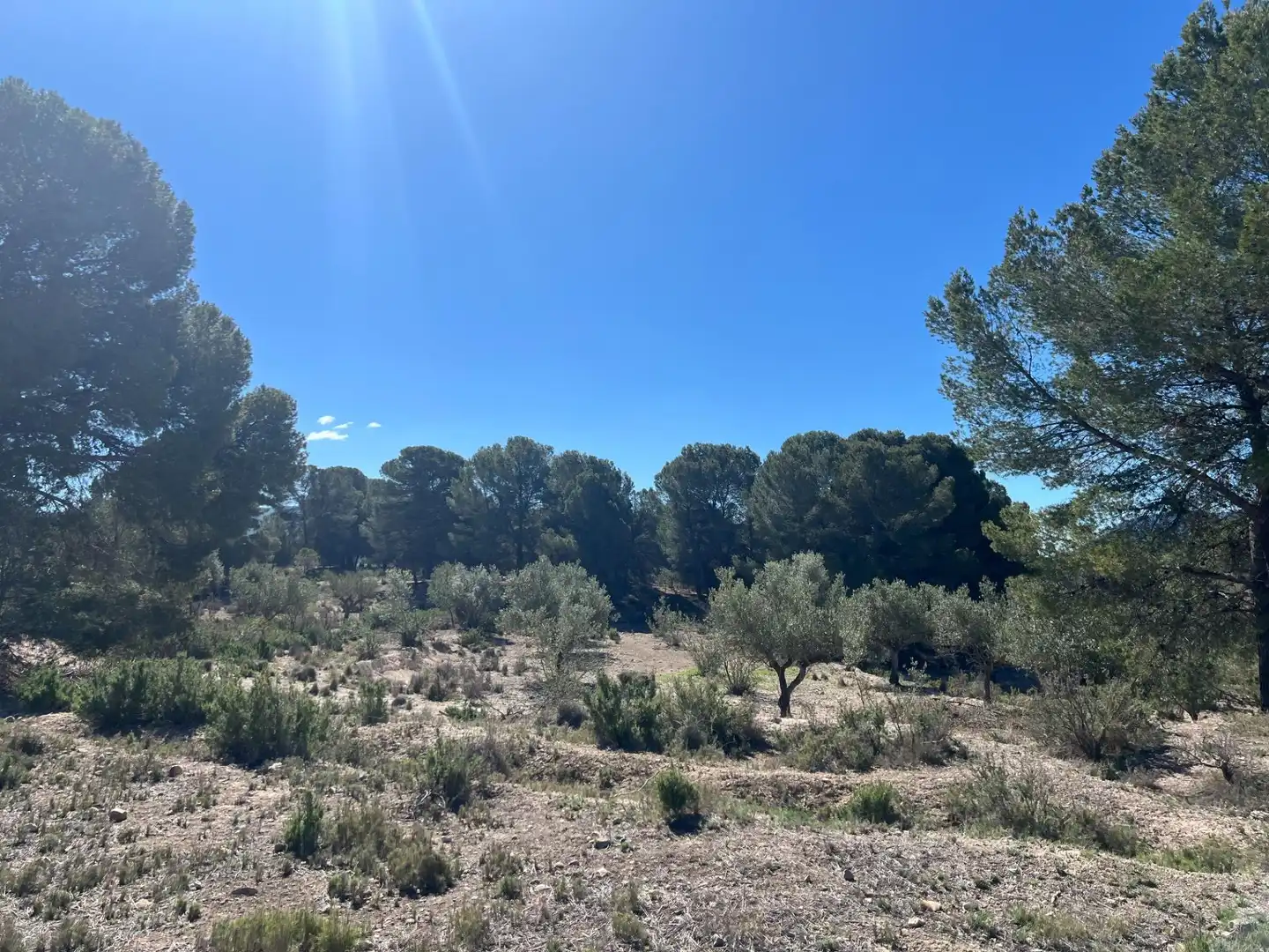 Country homes for sale in Castalla