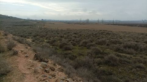 FINCA DE REGADIO CON CASETA DE PIEDRA Y FACIL ACCESO, imatge 3