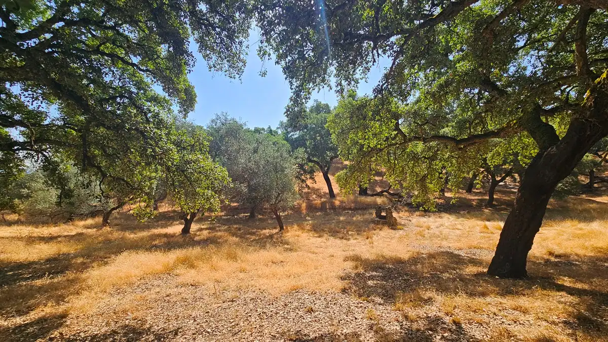 Terrenos y solares en venta en Dehesa 8, imagen 22