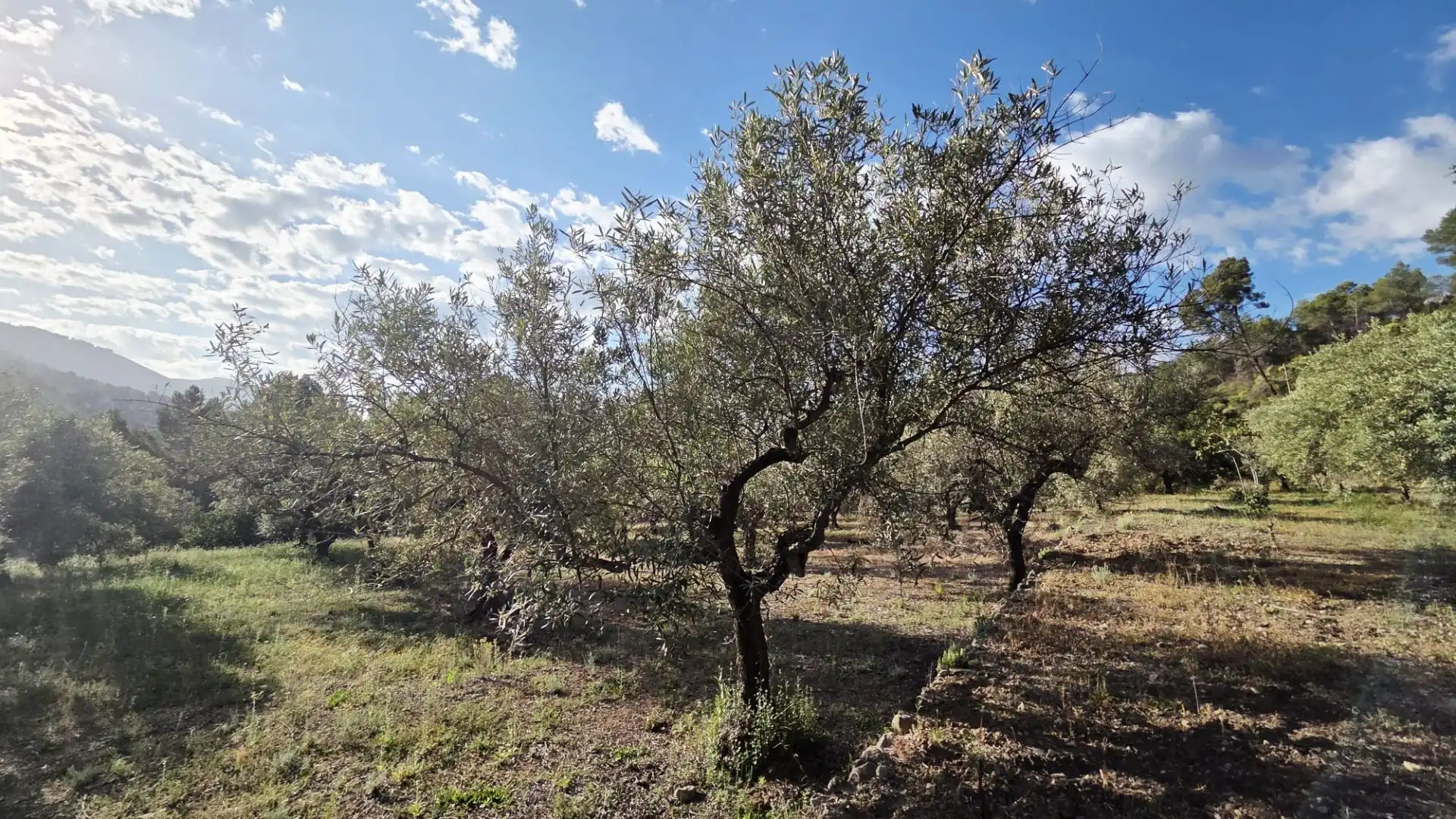 Grundstücke und Bauplätze zum Verkauf in El Castell de Guadalest, imagen 23