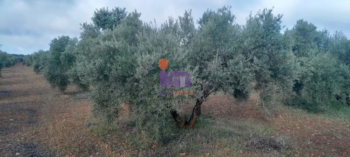 Casa rústica en venda a Valdepeñas, imagen 3