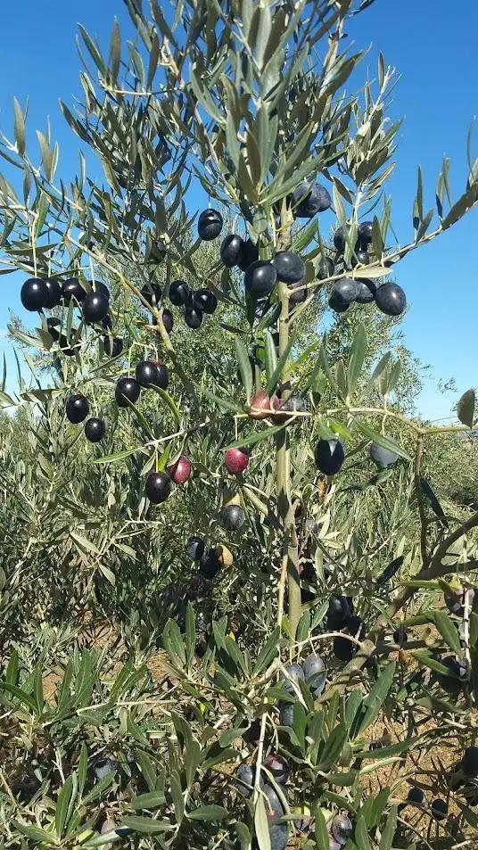 Terreni e lotti in vendita a Alange, imagen 3