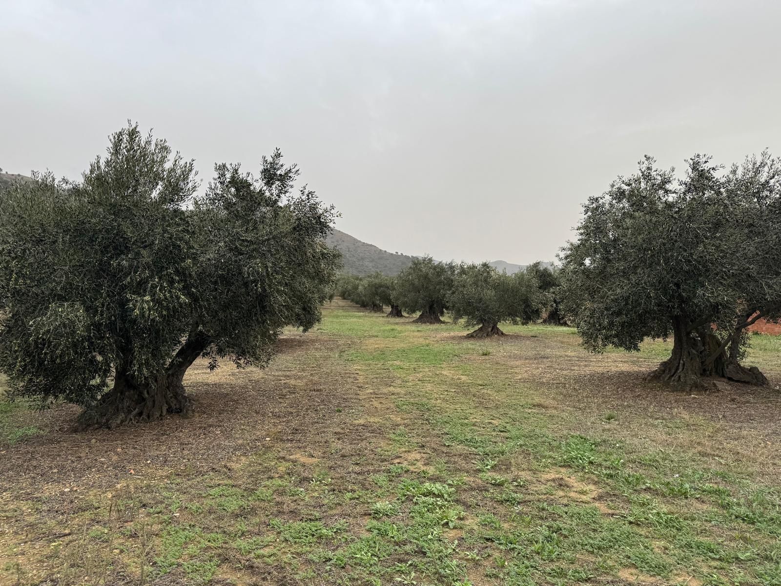 Land for sale in Roses