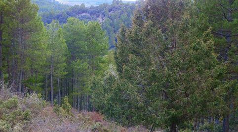 finca en venta pinar maderable caza mayor en Albacete
