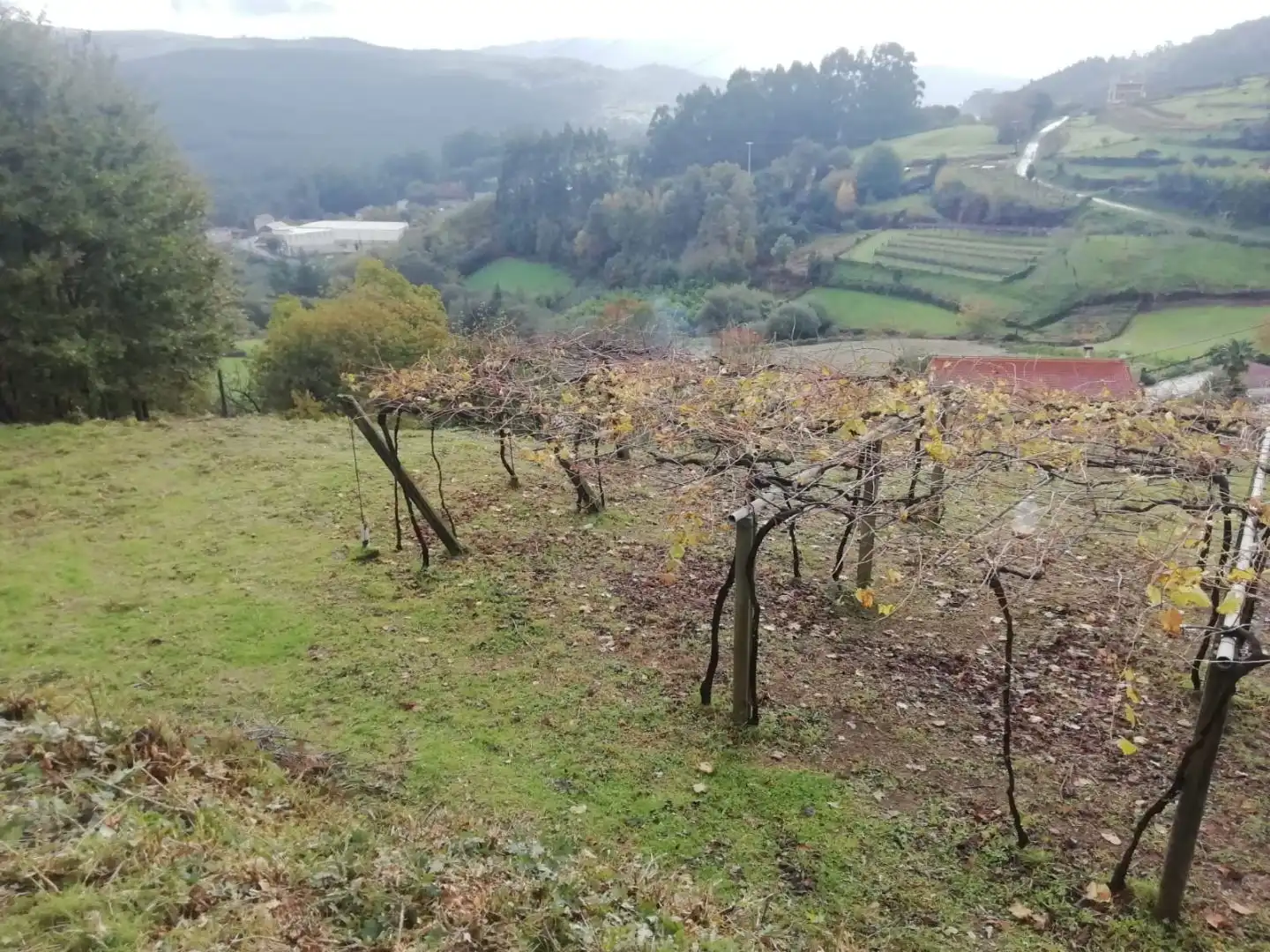 Terreno en venta en Campo Lameiro, Pontevedra