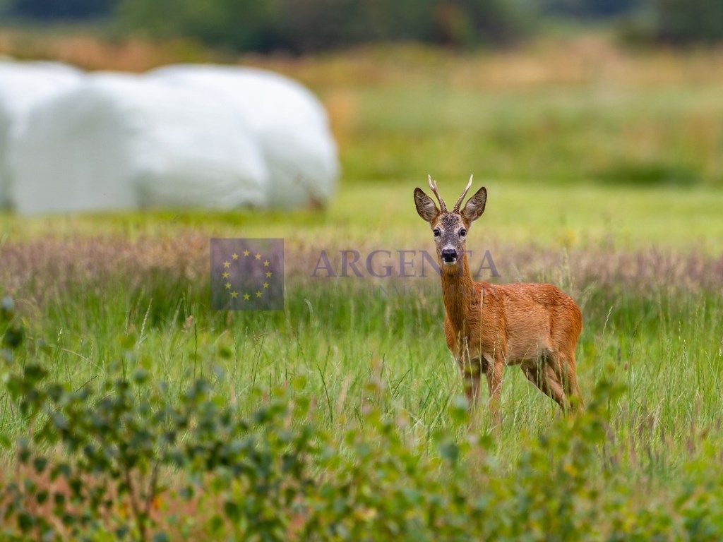 Garden of House or chalet for sale in Jaraicejo