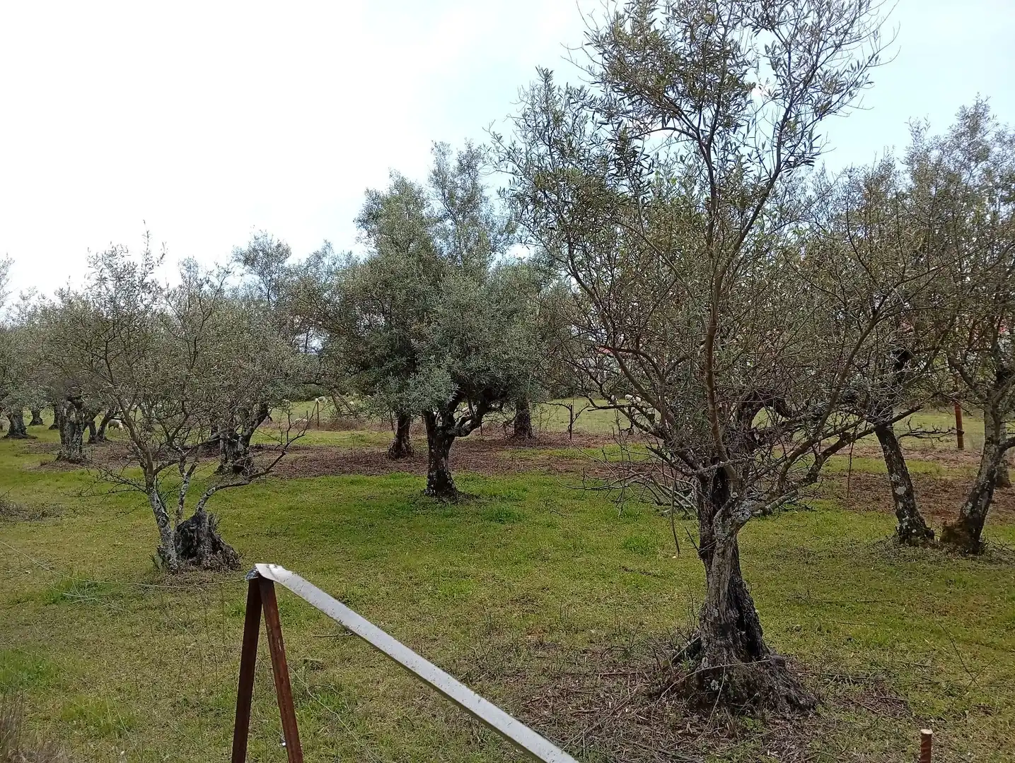 Terreni e lotti in vendita a Villanueva de la Vera, imagen 51