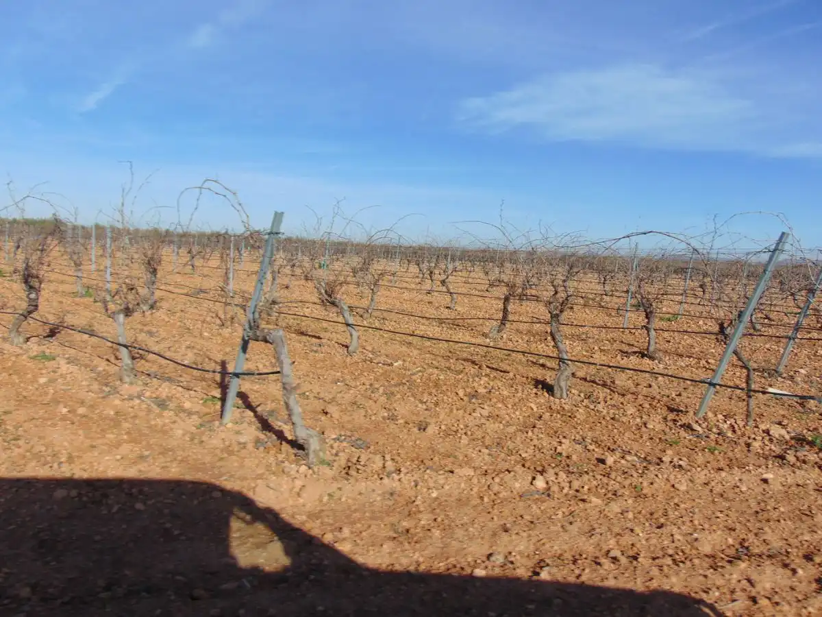 Rural land for sale in Valdepeñas, imagen 35