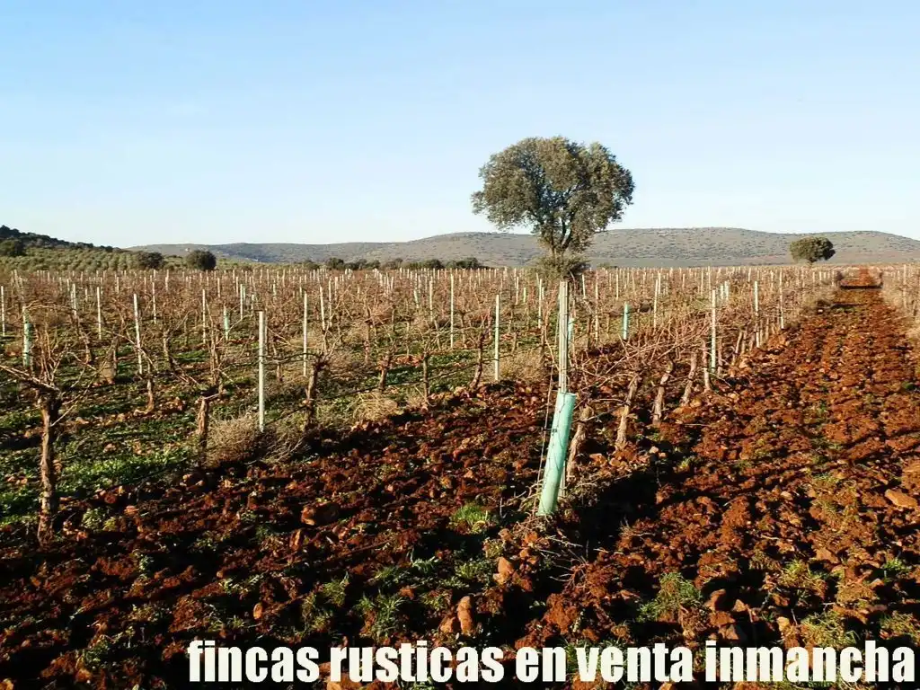 Terreno rústico en venta en Moral de Calatrava, imagen 4