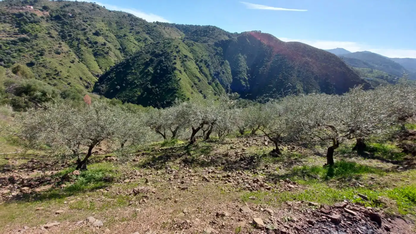 Terreni e lotti in vendita a Monda, imagen 7