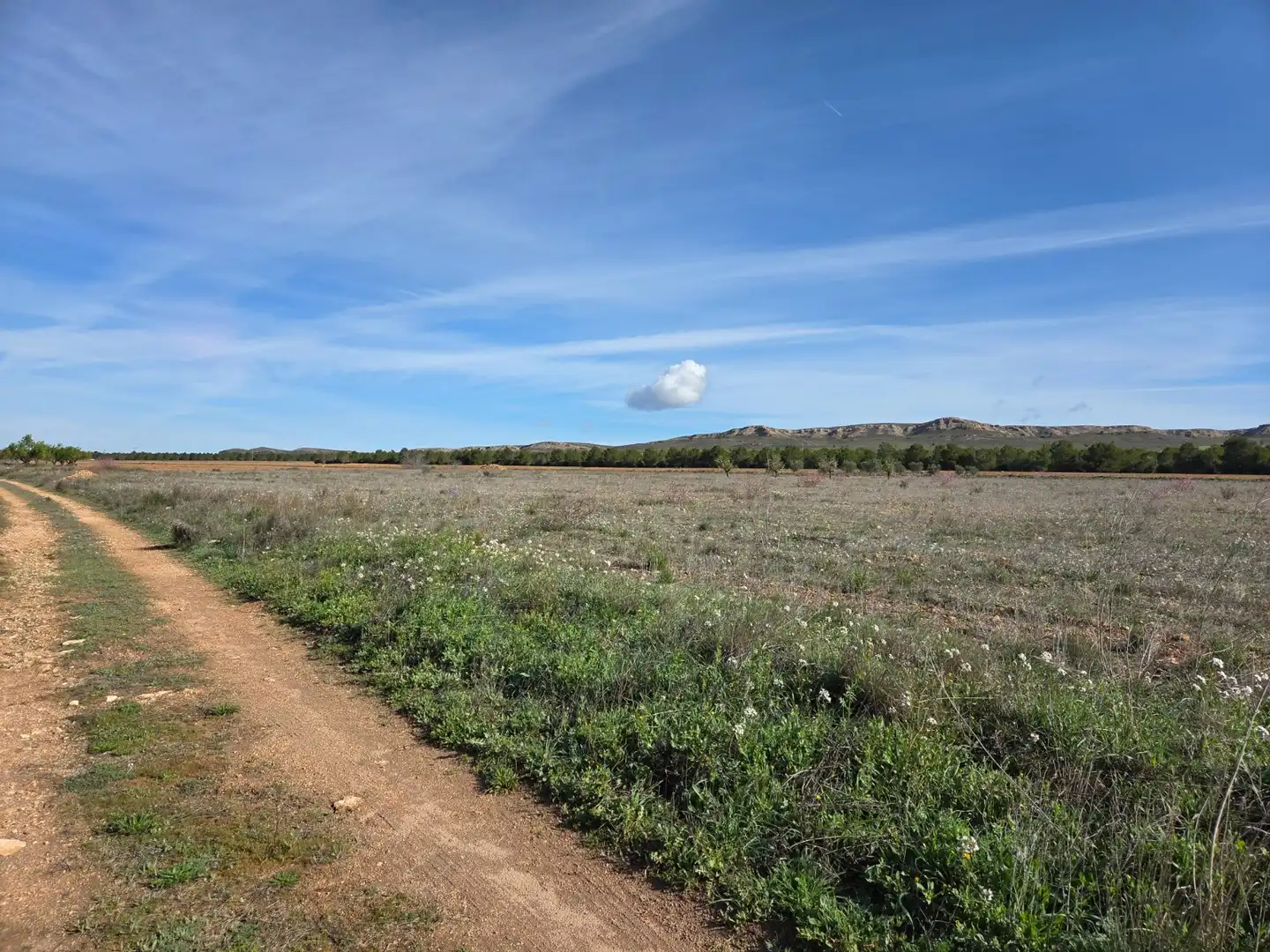 Residential land for sale in Yecla, imagen 3
