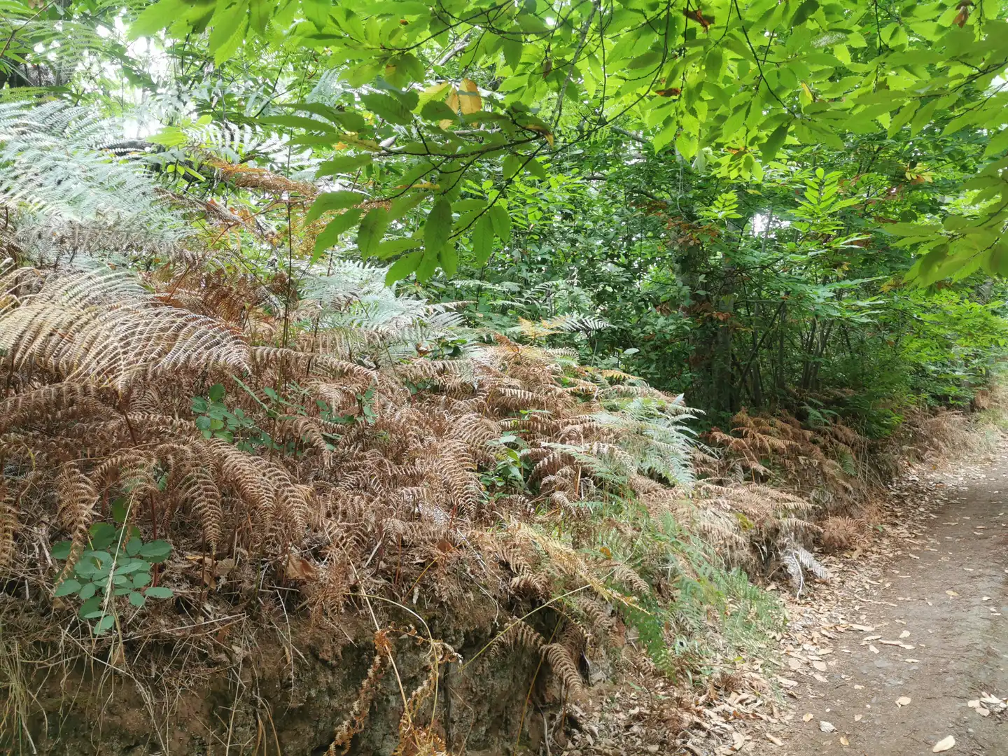 Grundstücke zum Verkauf in Santa Úrsula
