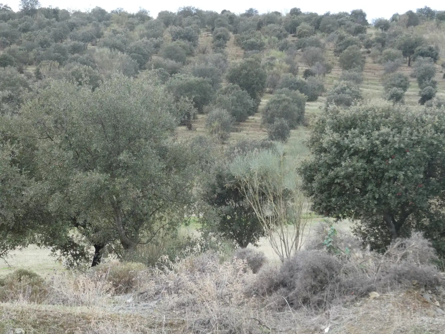 Terreni e lotti in vendita a Azuaga