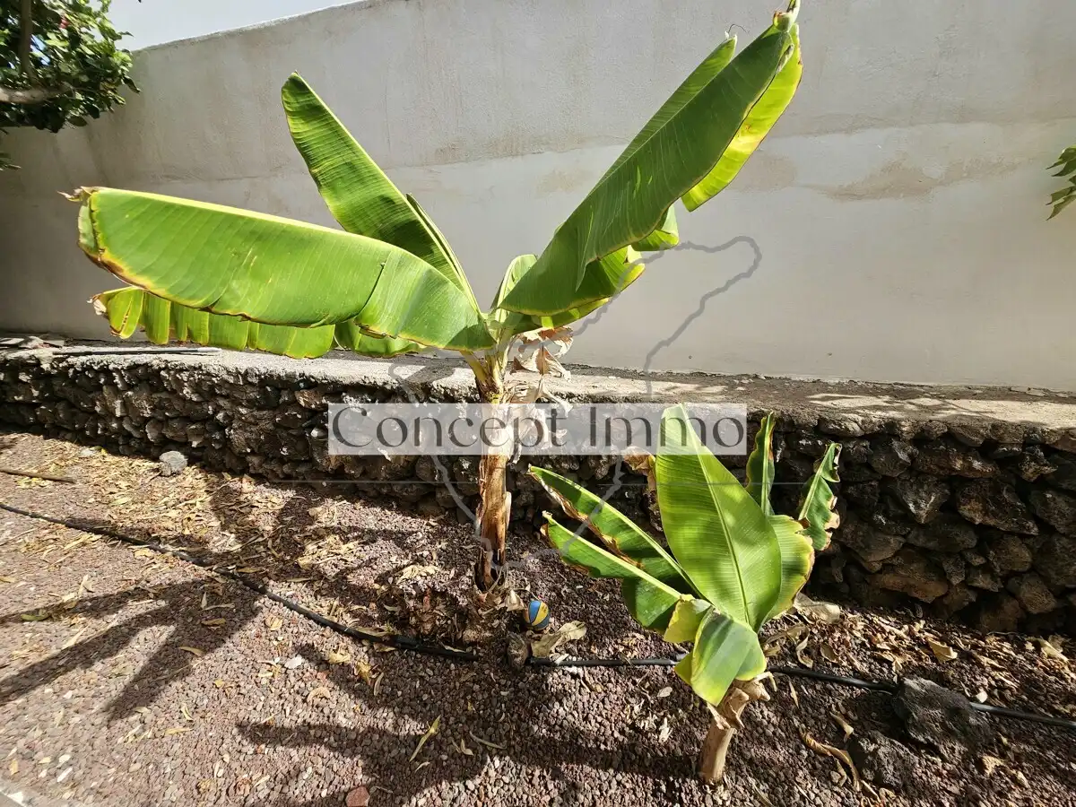 Jardí de Casa o xalet en venda en Arona amb Jardí privat, Terrassa i Traster