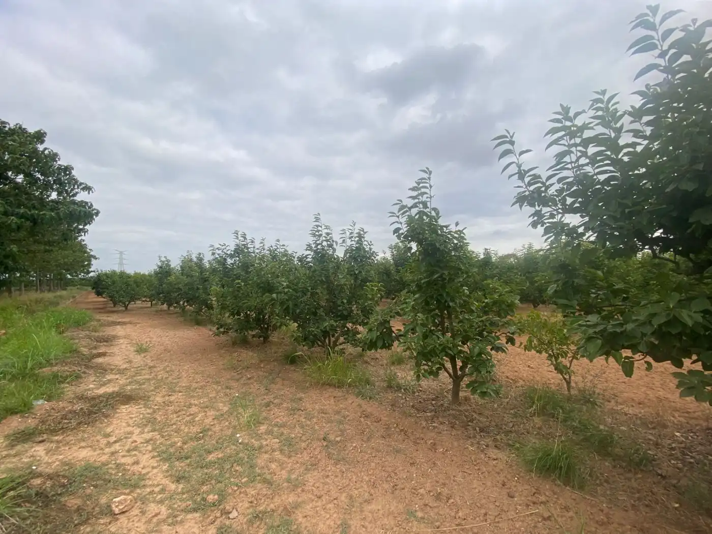 Land for sale in Carlet