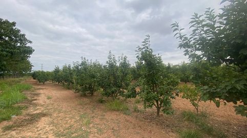 TERRENO RURAL DE KAKI EN PRODUCCIÓN, imatge 3