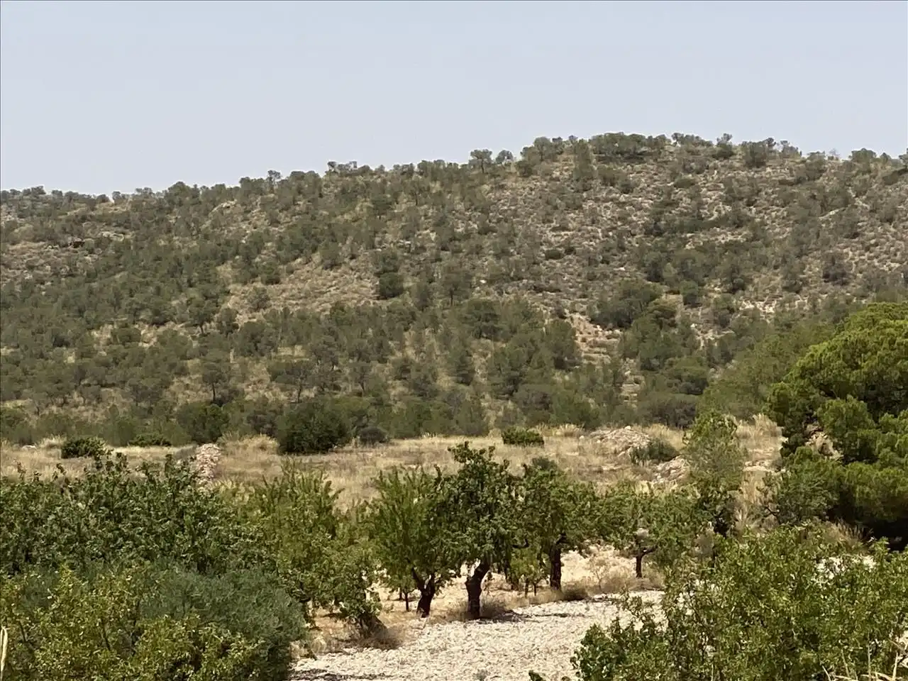 Lands and plots for sale in Poste Abanilla 165, imagen 3