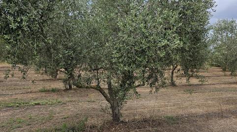 Photo 2 of Land for sale in Carrer Barcelona, Móra d'Ebre, Tarragona