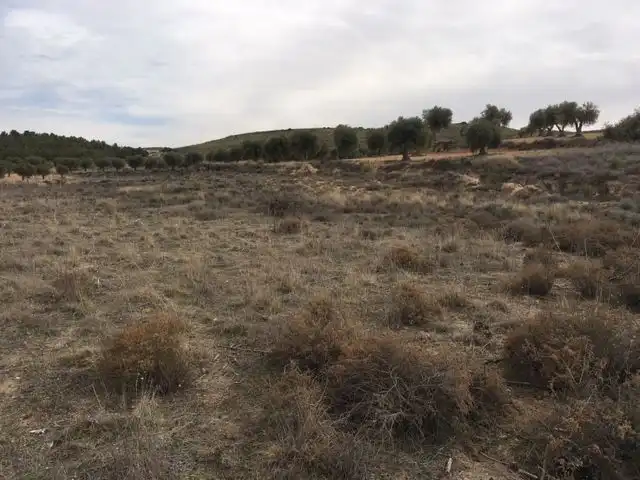 Terreny rústic en venda a El Carpio de Tajo, imagen 4