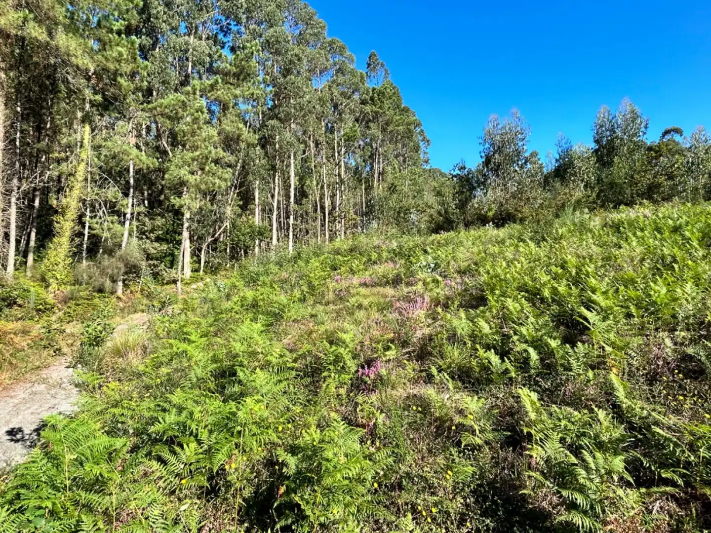 Terreni e lotti in vendita a Lugar Lugar de Crespón, imagen 16