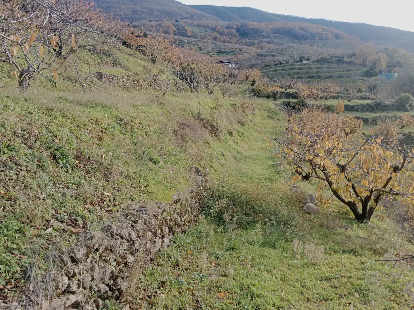 Terreni e lotti in vendita a Navaconcejo, imagen 4