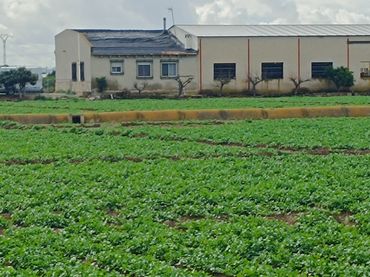 Pis amb jardí en venda a Camino del Almajal