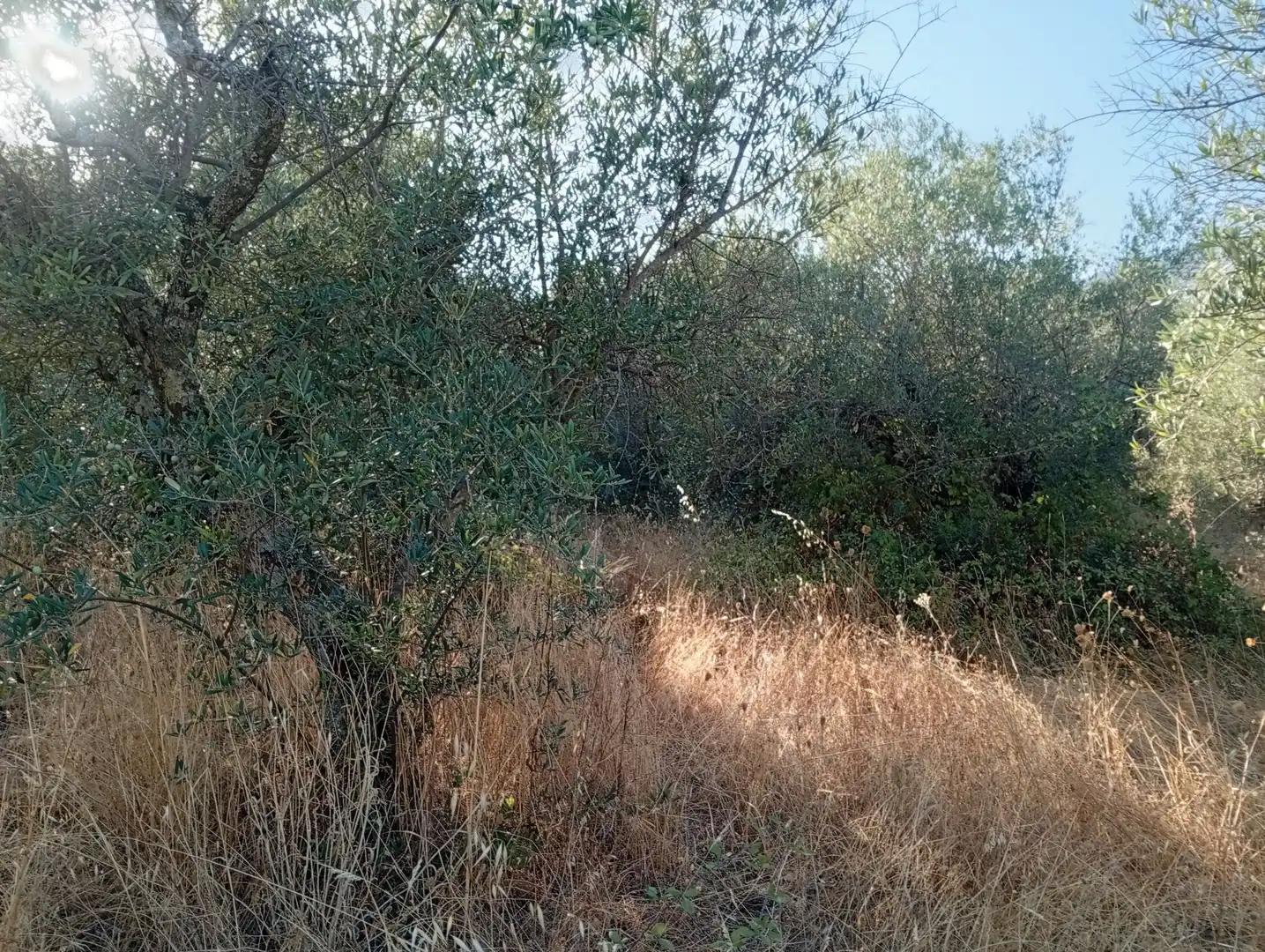 Terreni e lotti in vendita a Villanueva de la Vera, imagen 21