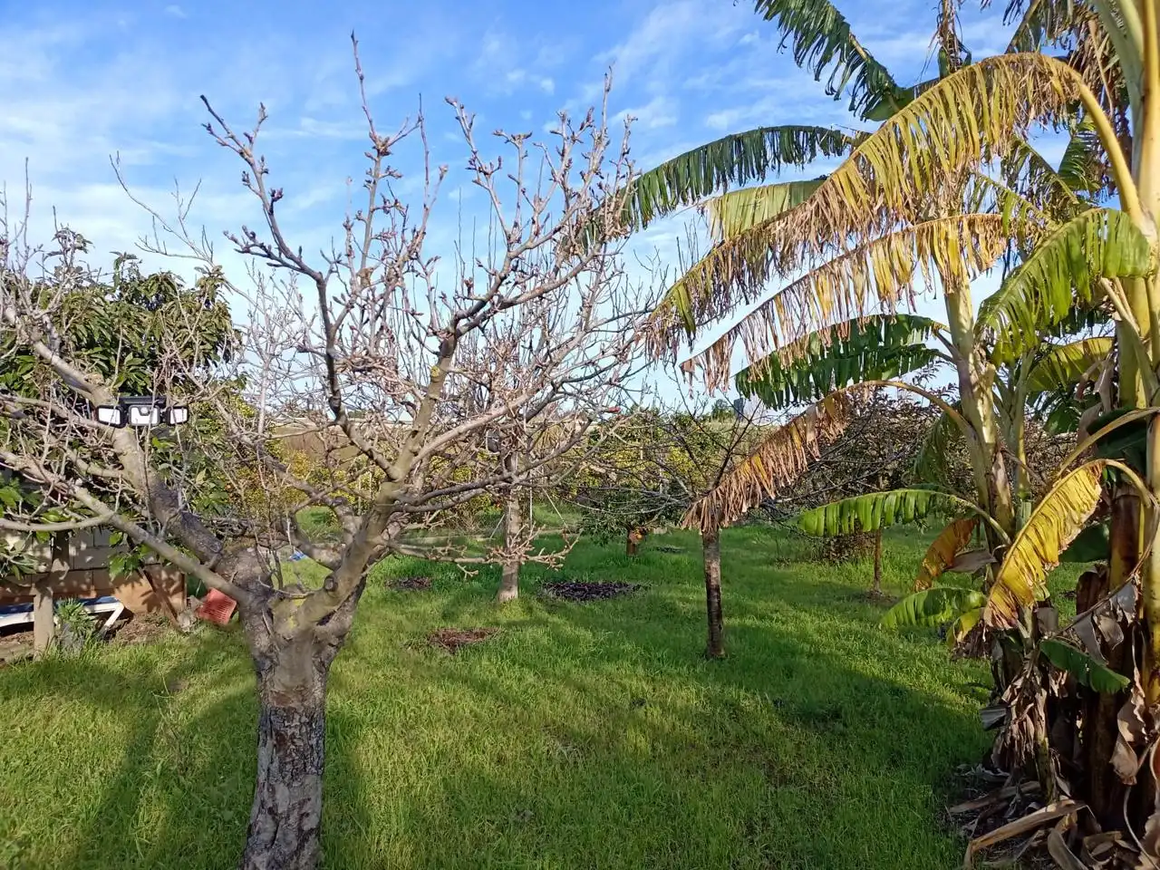 Country homes for sale in Sueca