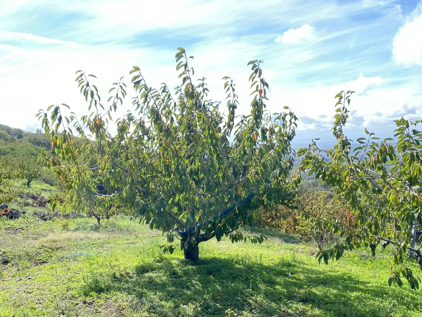Terreni e lotti in vendita a Barrado, imagen 28