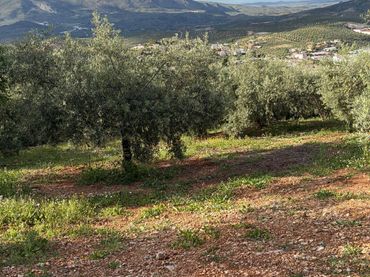 Terreno rustico in vendita a Priego de Córdoba
