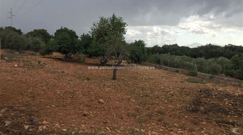 RUSTICA CON CASETA EN MURO, immagine 4