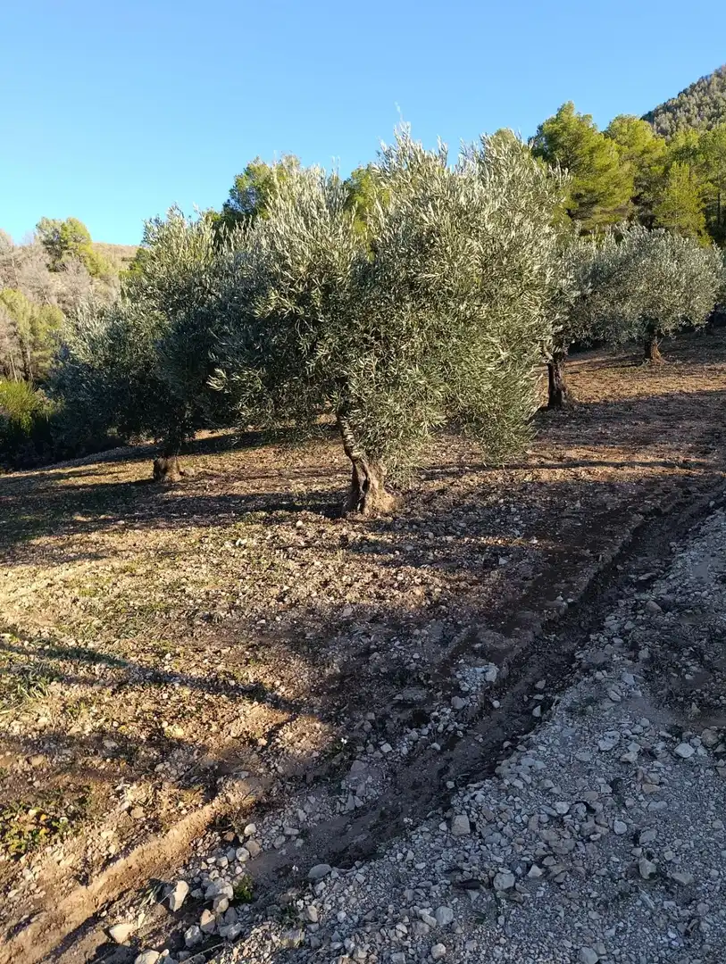 Terrenys i solars en venda a Bullas, imagen 5