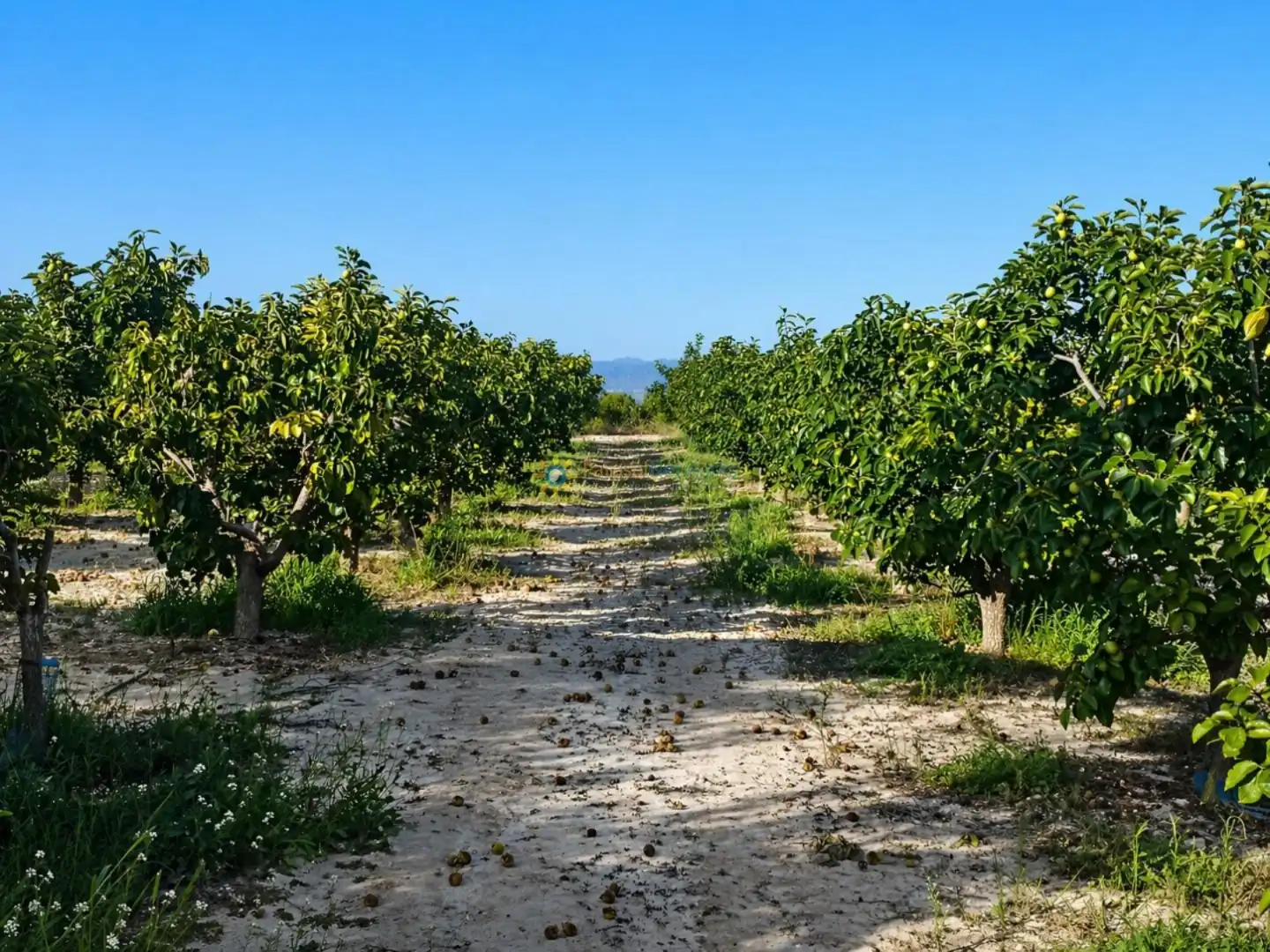 Vista exterior de Finca rústica en venta en Albaida con Jardín privado y Trastero