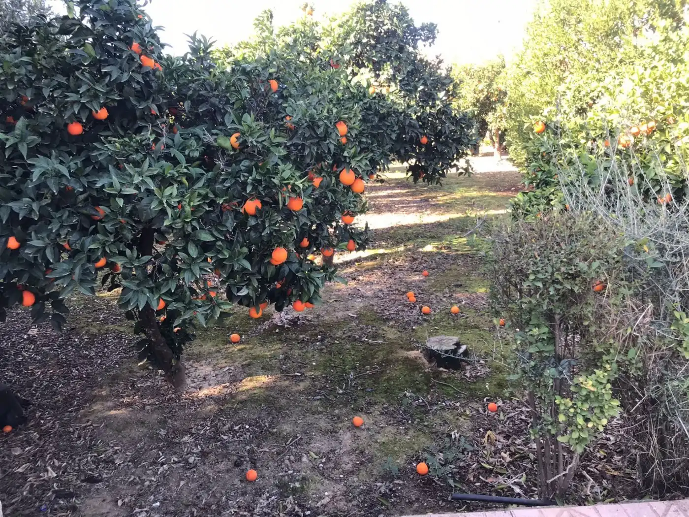 Lands and plots for sale in Periurbano Oeste - Sierra