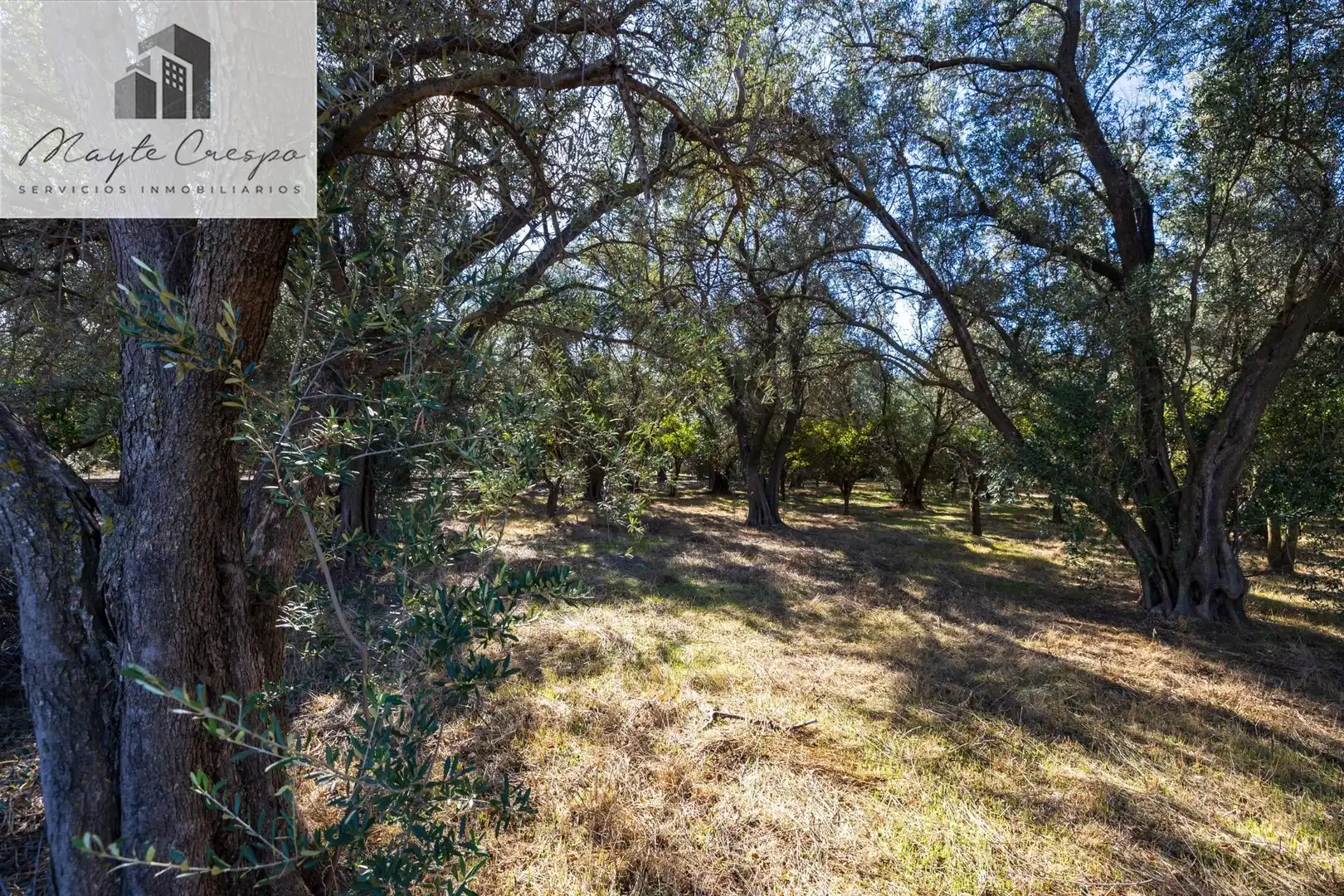 Terreno rustico in vendita a Lecrín, imagen 4