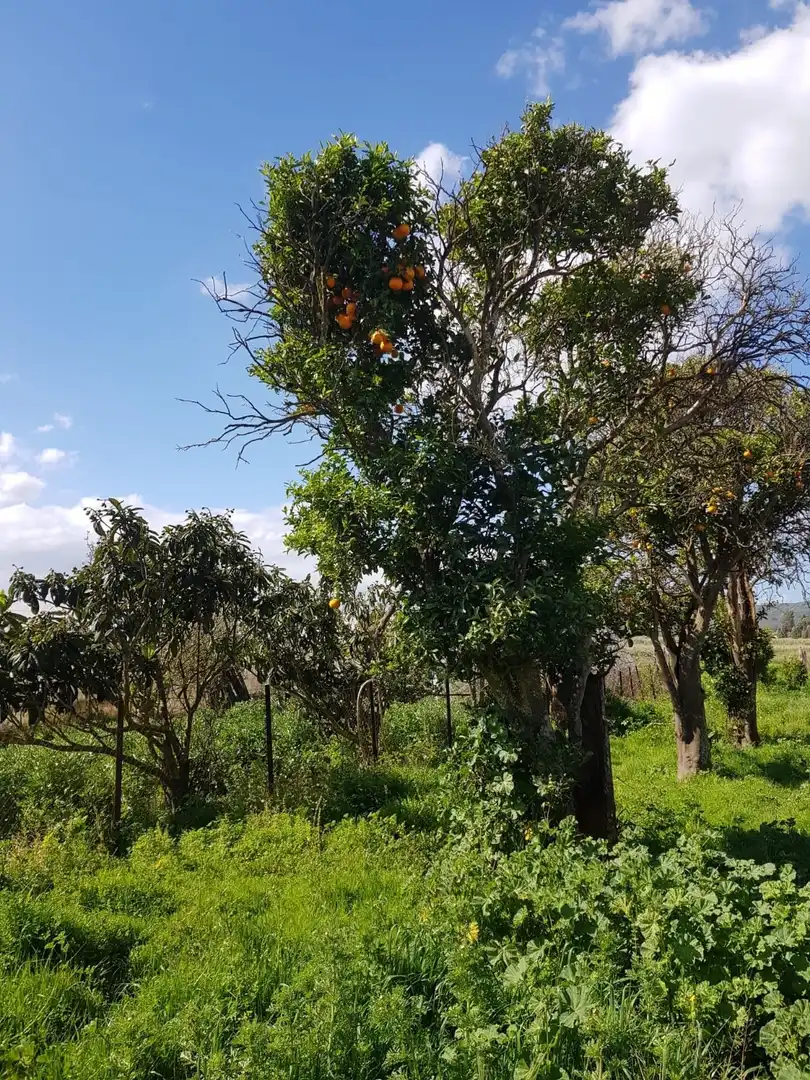 Terreno en venta en Barbate