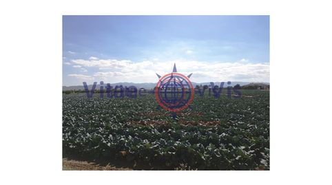 PARCELA 7.000 M2 EN CAZALLA, imatge 4