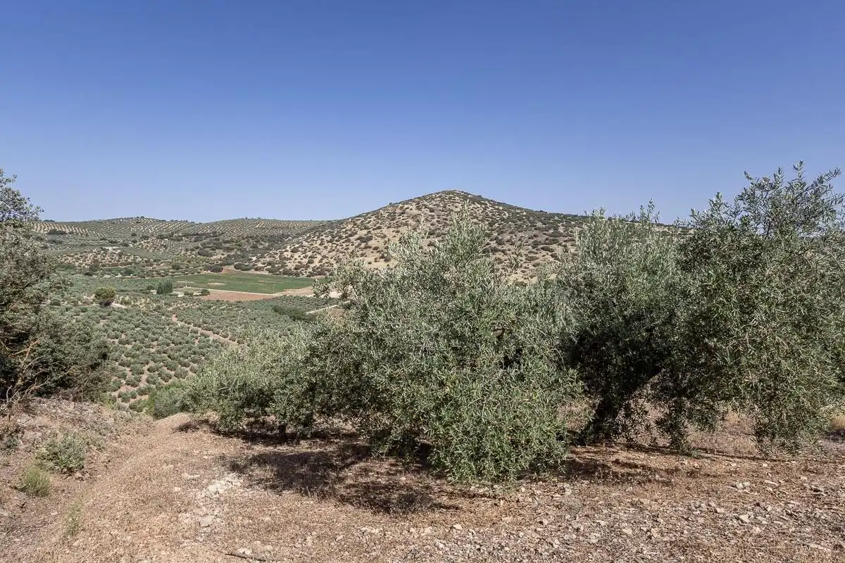 Terreno rustico in vendita a Montefrío, imagen 12