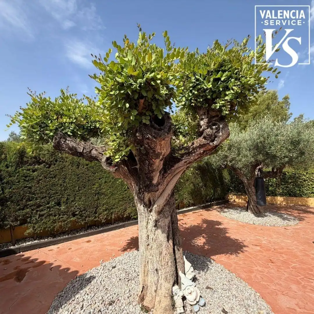 Jardín de Casa o chalet en venta en Náquera
