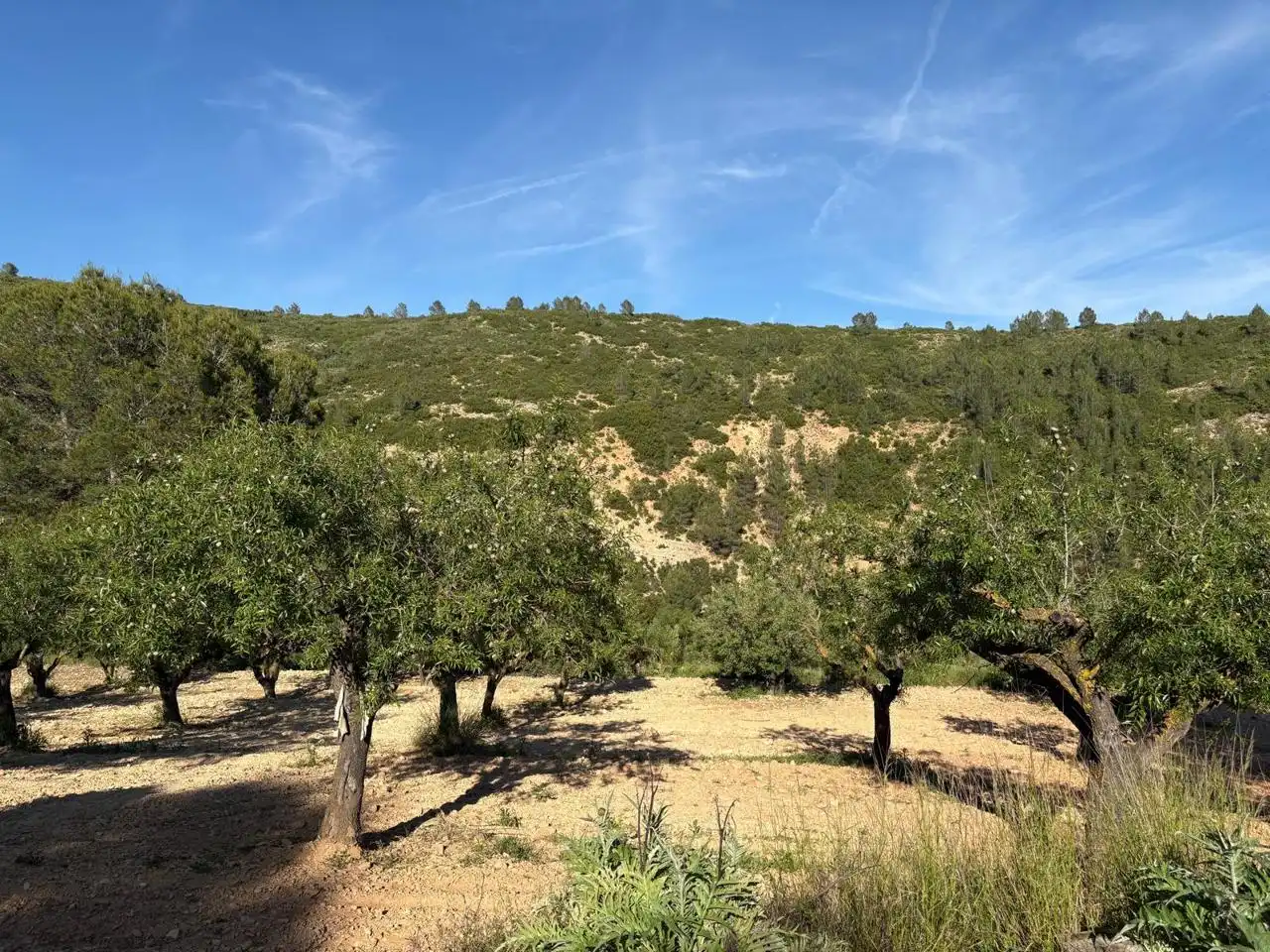 Finca rústica en venda en Buñol amb Jardí privat, Terrassa i Traster