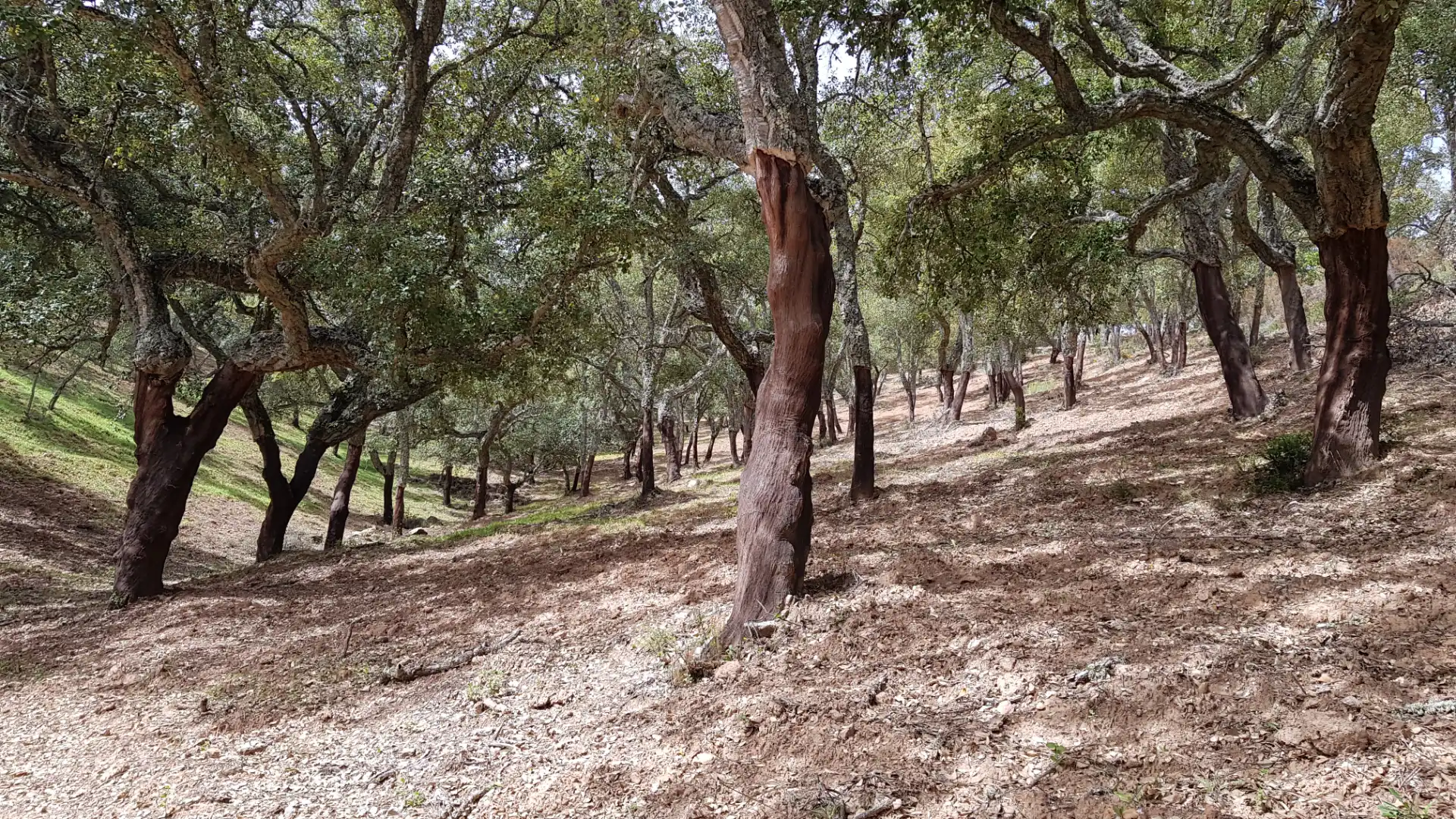 Terrenos y solares en venta en Extramuros Diseminados 5, imagen 66