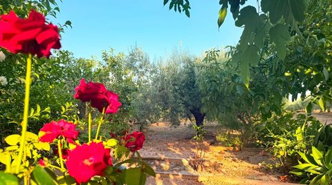 EN VENTA GRAN FINCA RUSTICA EN SOL DE RIU ALCANAR  VINARÒS! PARCELA DE 7.000M2 CASA REFORMADA COMPLETAMENTE!