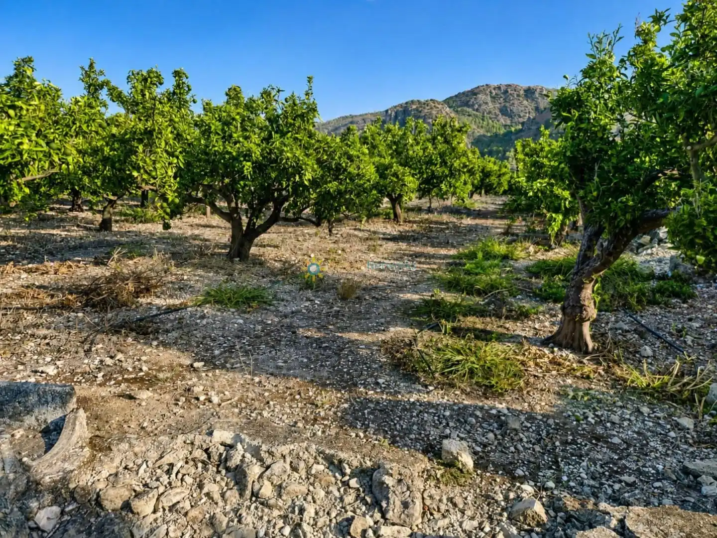 Rural land for sale in Pego, imagen 9