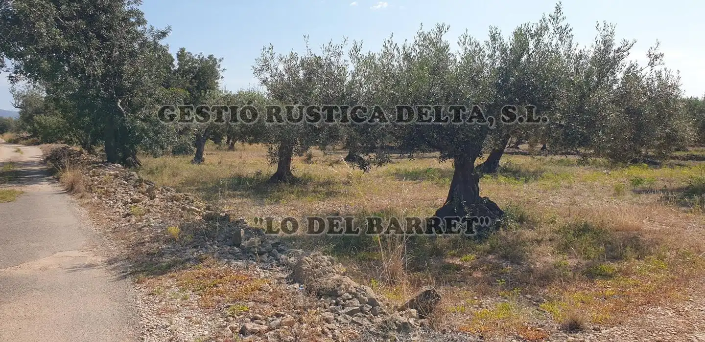 Terreno rústico en venta en Polígono 1, imagen 15